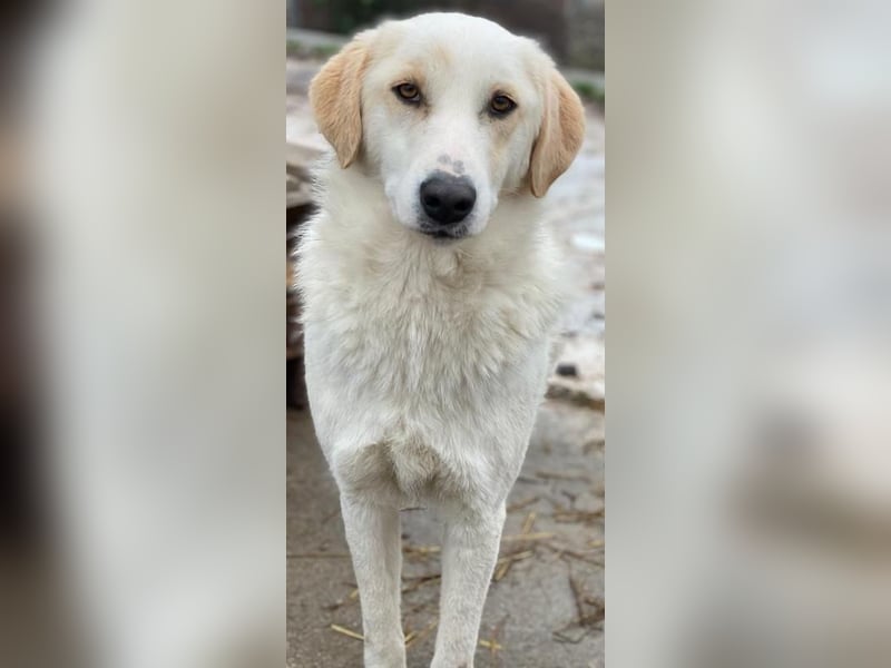 Nami, geb. ca. 12/2019, lebt in GRIECHENLAND, im städt. Tierheim Serres