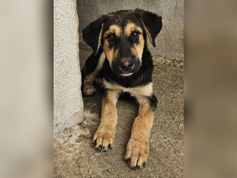 Elphaba, geb. ca. 07/2025, lebt in GRIECHENLAND, im städt. Tierheim Serres