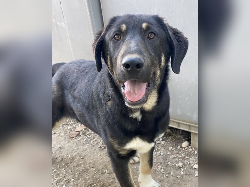 Neco, geb. ca. 11/2023, lebt in GRIECHENLAND, im städt. Tierheim Serres Neco, geb. ca. 11/2023, lebt in GRIECHENLAND, im städt. Tierheim Serres