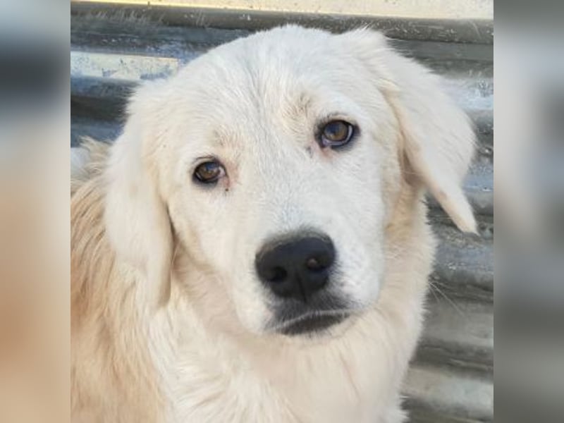 Havoc, geb. ca. 03/2025, lebt in GRIECHENLAND, auf einer privaten Pflegestelle