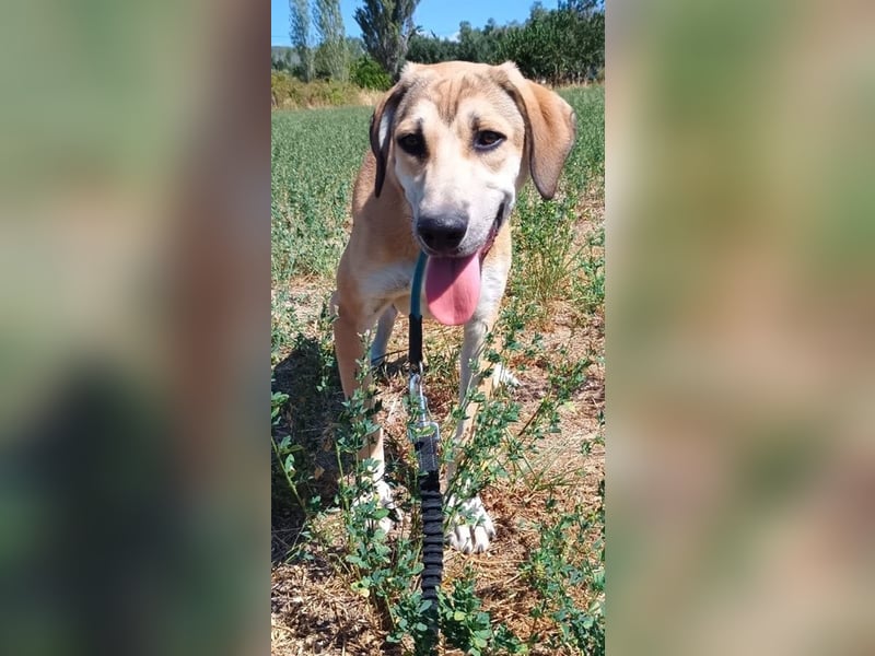 Angeliki, geb. ca. 12/2024, lebt in GRIECHENLAND, auf einer privaten Pflegestelle