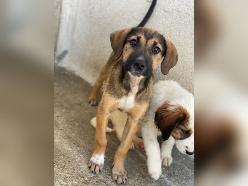 Tayachen, geb. ca. 07/2025, lebt in GRIECHENLAND, im städt. Tierheim Serres
