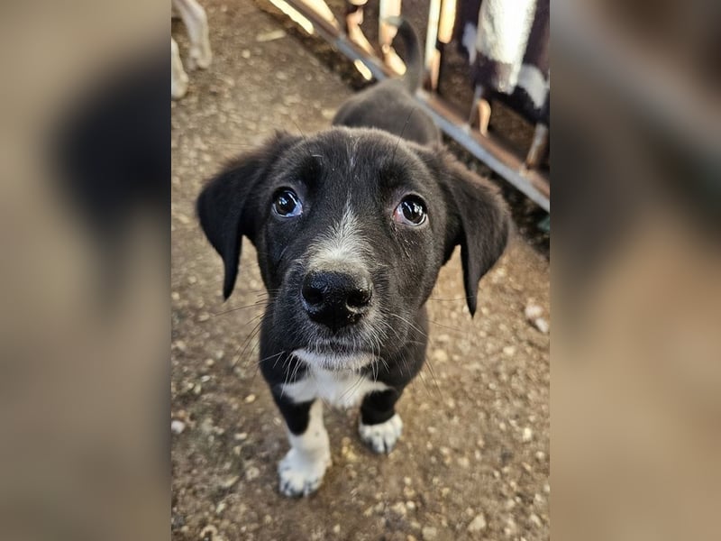 Fleur, geb. ca. 02/2025, lebt in GRIECHENLAND, auf einer privaten Pflegestelle