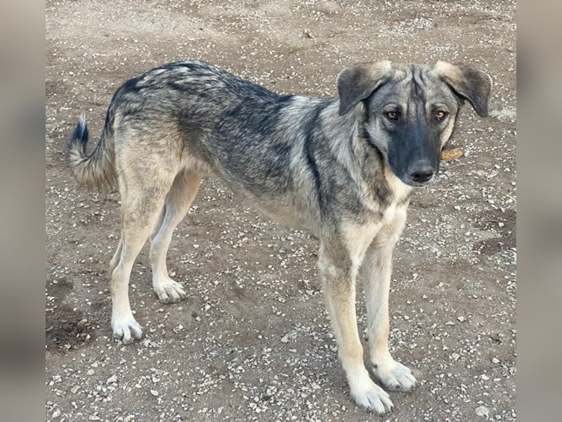 Erwin, geb. ca. 05/2024, lebt in GRIECHENLAND, im städt. Tierheim Serres