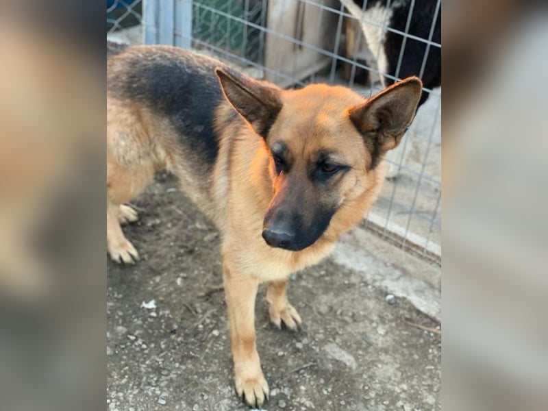 Wilma, geb. ca. 04/2021, lebt in GRIECHENLAND, im städt. Tierheim Serres