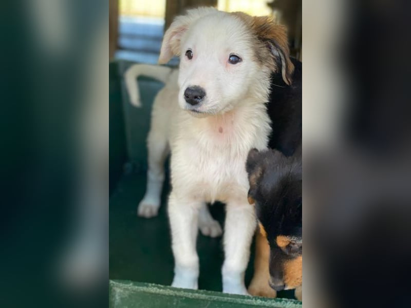 Luna, geb. ca. 07/2025, lebt in GRIECHENLAND, im städt. Tierheim Serres