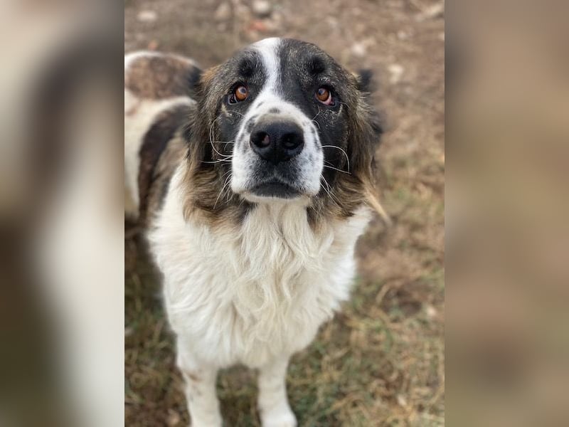 Marla, geb. ca. 06/2020, lebt in GRIECHENLAND, im städt. Tierheim Serres