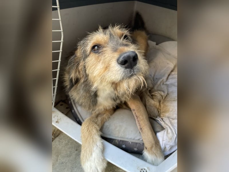 Flóki, geb. ca. 11/2023, lebt in GRIECHENLAND, auf einer privaten Pflegestelle