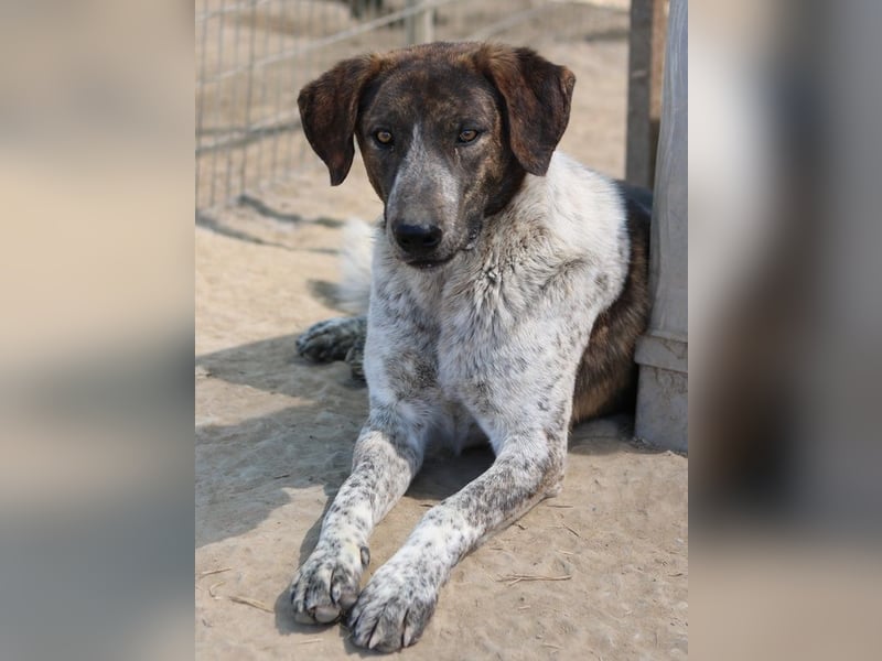 Naxos, geb. ca. 07/2020, lebt in GRIECHENLAND, im städt. Tierheim Serres