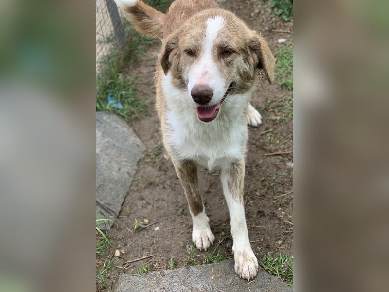 Baruso, geb. ca. 05/2020, lebt in GRIECHENLAND, auf einer privaten Pflegestelle