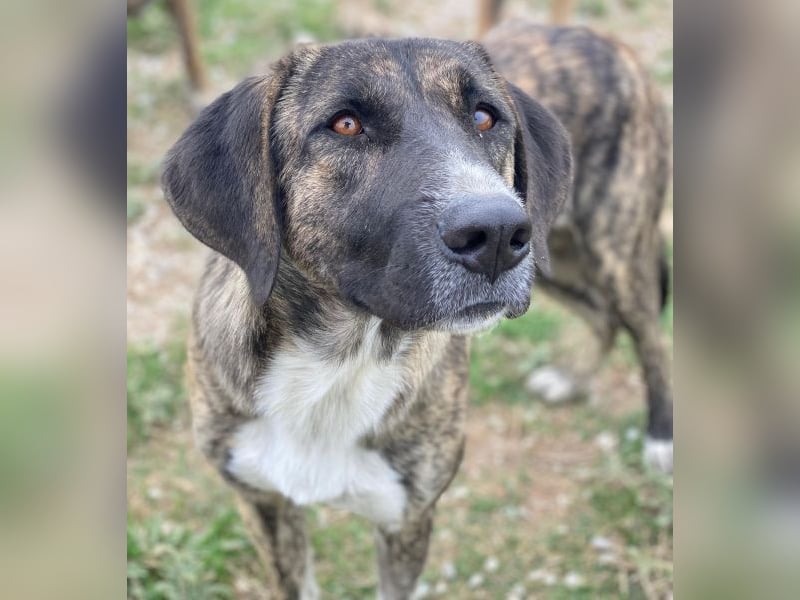 Tenera, geb. ca. 10/2024, lebt in GRIECHENLAND, im städt. Tierheim Serres