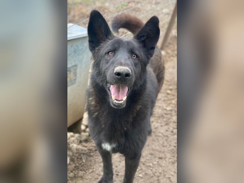 Zanders, geb. ca. 05/2023, lebt in GRIECHENLAND, im städt. Tierheim Serres