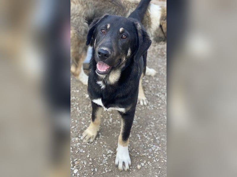 Neco, geb. ca. 11/2023, lebt in GRIECHENLAND, im städt. Tierheim Serres Neco, geb. ca. 11/2023, lebt in GRIECHENLAND, im städt. Tierheim Serres