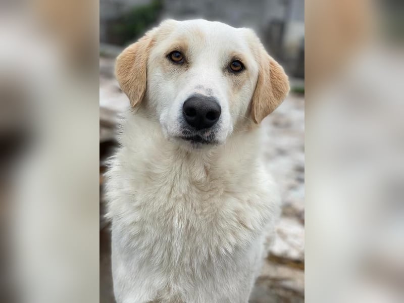 Nami, geb. ca. 12/2019, lebt in GRIECHENLAND, im städt. Tierheim Serres