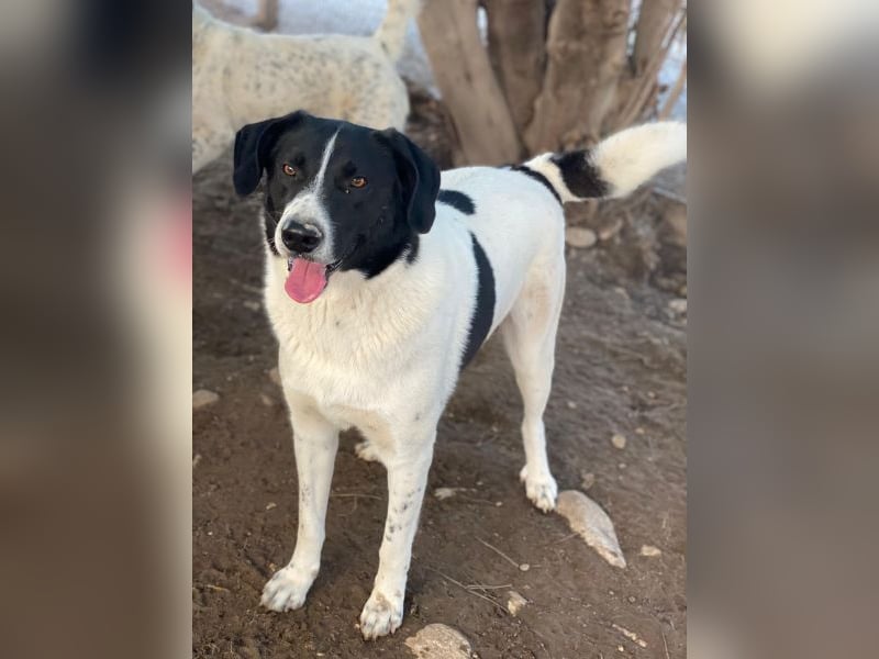 Grecco, geb. ca. 11/2022, lebt in GRIECHENLAND, im städt. Tierheim Serres