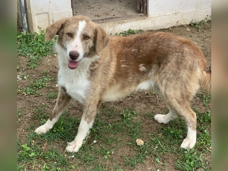 Baruso, geb. ca. 05/2020, lebt in GRIECHENLAND, auf einer privaten Pflegestelle