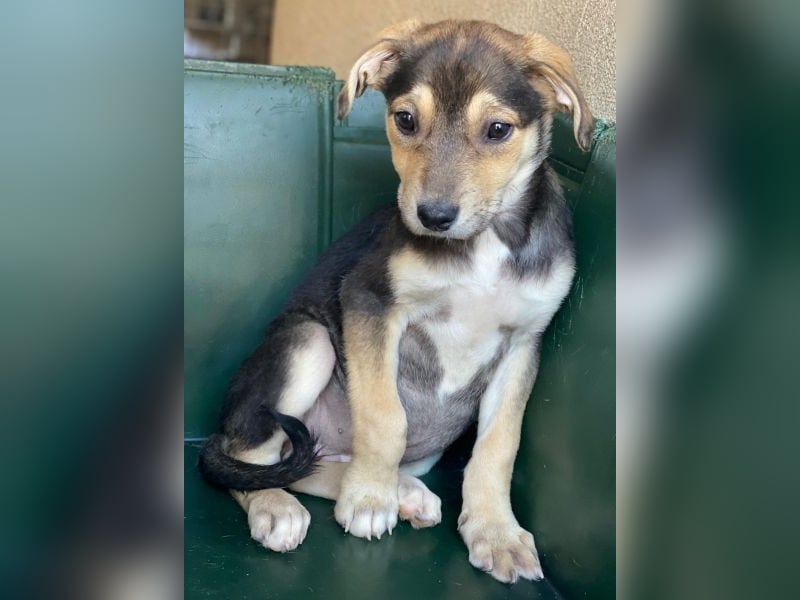 Daphne, geb. ca. 07/2025, lebt in GRIECHENLAND, im städt. Tierheim Serres