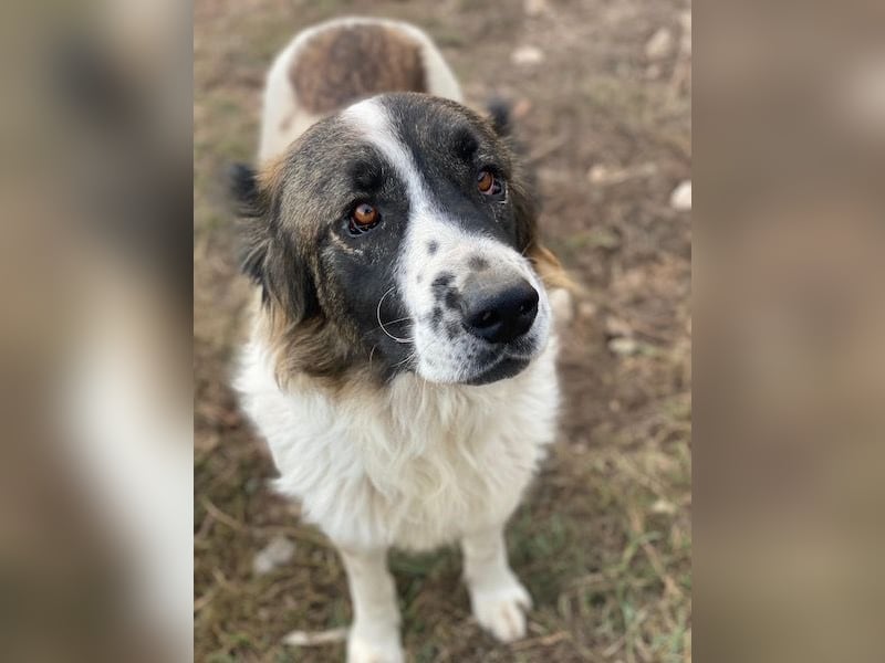 Marla, geb. ca. 06/2020, lebt in GRIECHENLAND, im städt. Tierheim Serres