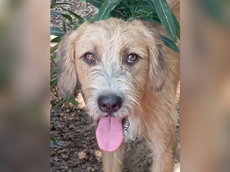 Sid, geb. ca. 08/2022 , lebt in GRIECHENLAND, auf einer privaten Pflegestelle Sid, geb. ca. 08/2022 , lebt in GRIECHENLAND, auf einer privaten Pflegestelle