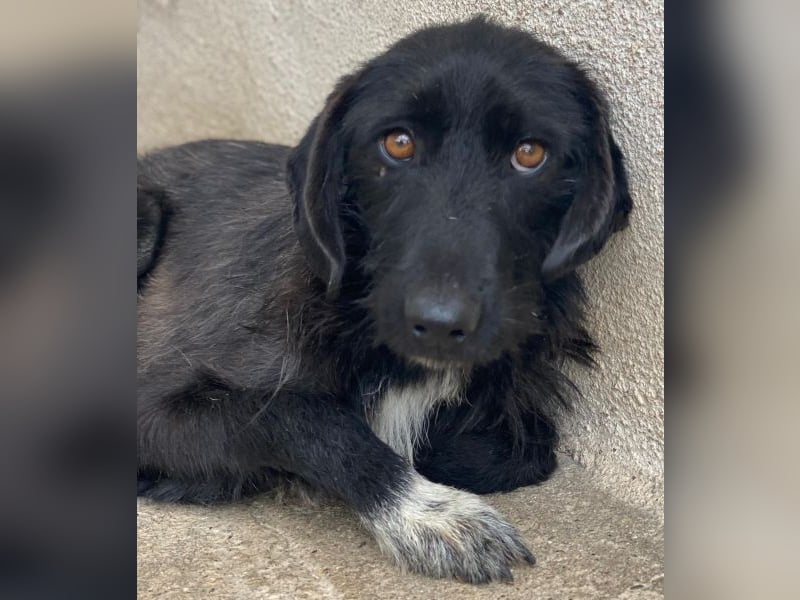 Erebus, geb. ca. 01/2025, lebt in GRIECHENLAND, im städt. Tierheim Serres