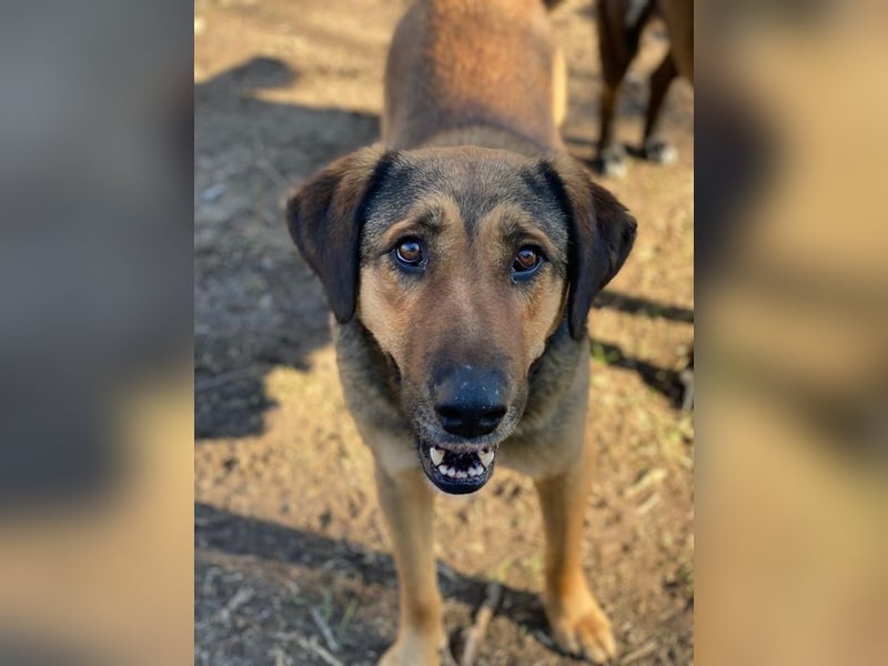 Rhea, geb. ca. 11/2021, lebt in GRIECHENLAND, auf einer privaten Pflegestelle