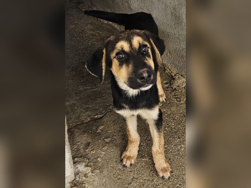 Elphaba, geb. ca. 07/2025, lebt in GRIECHENLAND, im städt. Tierheim Serres