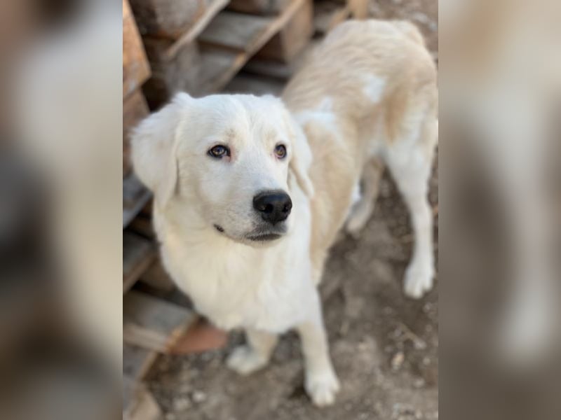 Havoc, geb. ca. 03/2025, lebt in GRIECHENLAND, auf einer privaten Pflegestelle