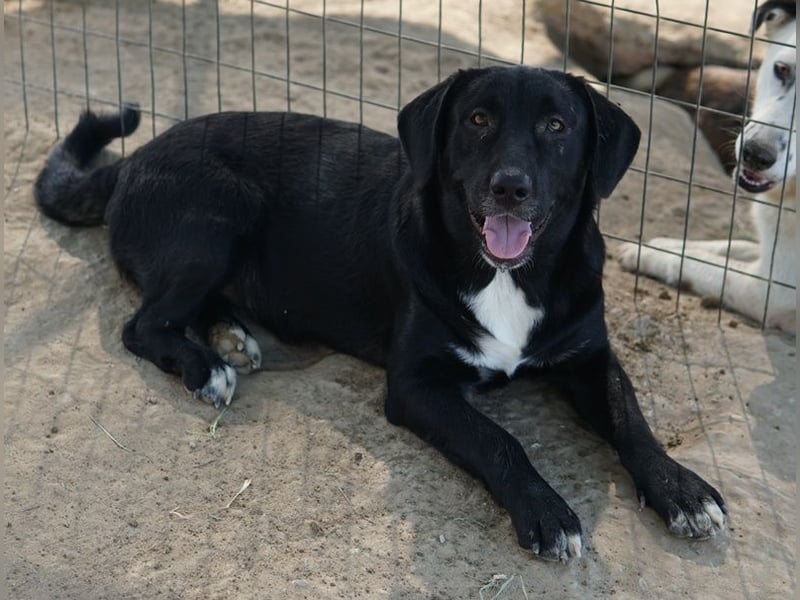 Ria, geb. ca. 10/2024, lebt in GRIECHENLAND, im städt. Tierheim Serres