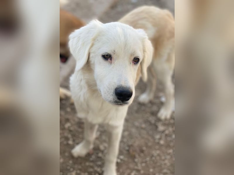 Havoc, geb. ca. 03/2025, lebt in GRIECHENLAND, auf einer privaten Pflegestelle