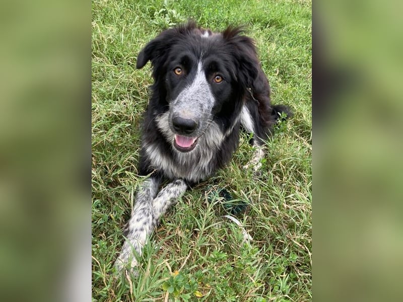 Lessa, geb. ca. 09/2022, lebt in GRIECHENLAND, im städt. Tierheim Serres