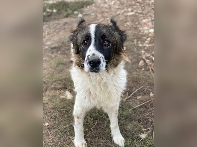 Marla, geb. ca. 06/2020, lebt in GRIECHENLAND, im städt. Tierheim Serres