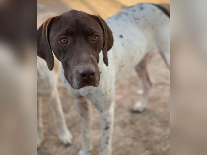 Areno, geb. ca. 08/2024, lebt in GRIECHENLAND, auf einer privaten Pflegestelle