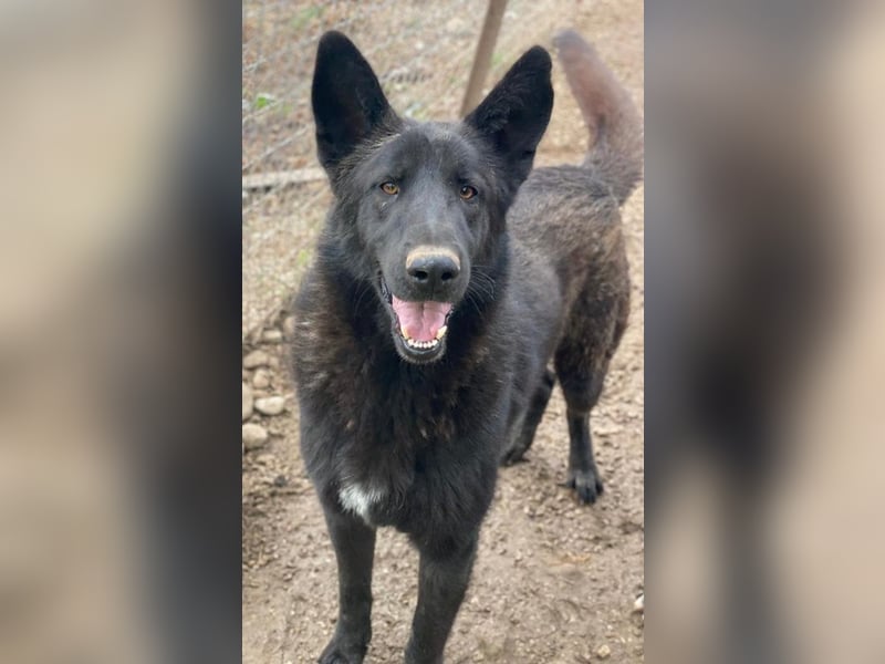 Zanders, geb. ca. 05/2023, lebt in GRIECHENLAND, im städt. Tierheim Serres