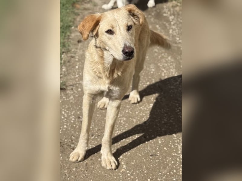 Liova, geb. ca. 10/2024, lebt in GRIECHENLAND, auf einem Gelände, Hunde werden notdürftig versorgt