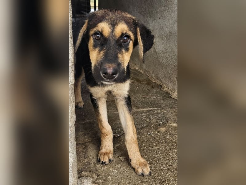 Elphaba, geb. ca. 07/2025, lebt in GRIECHENLAND, im städt. Tierheim Serres