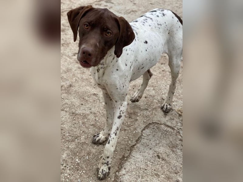 Areno, geb. ca. 08/2024, lebt in GRIECHENLAND, auf einer privaten Pflegestelle