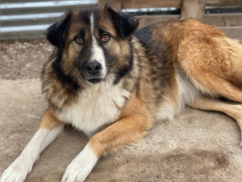 Poppi, geb. ca. 06/2021, lebt in GRIECHENLAND, im städt. Tierheim Serres