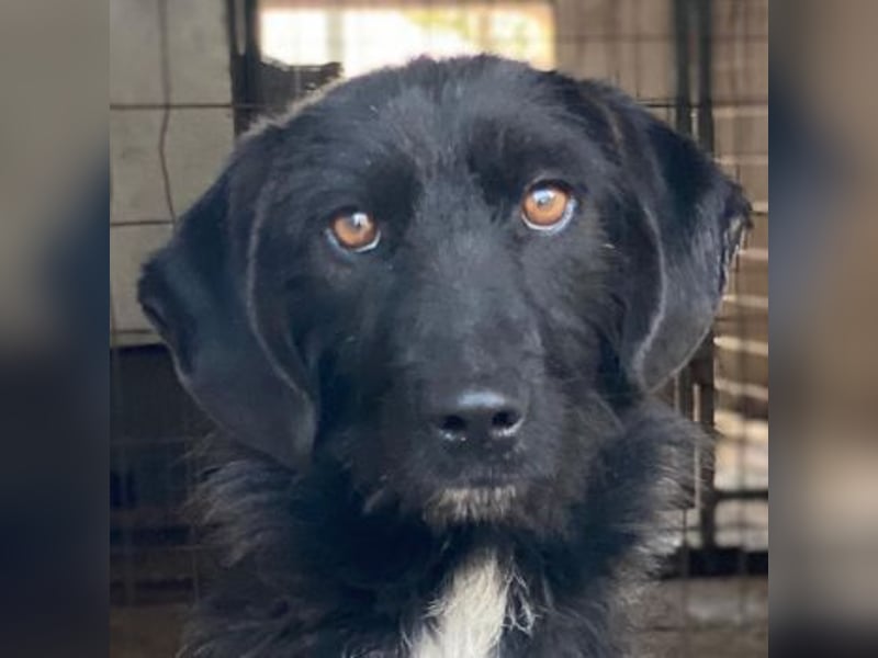 Erebus, geb. ca. 01/2025, lebt in GRIECHENLAND, im städt. Tierheim Serres