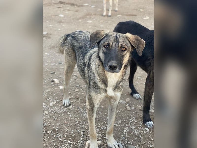 Erwin, geb. ca. 05/2024, lebt in GRIECHENLAND, im städt. Tierheim Serres