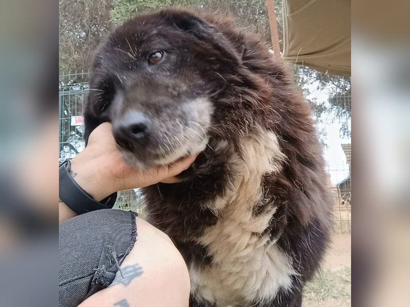 Betty-Boo, geb. ca. 01/2014, lebt in GRIECHENLAND, auf einer privaten Pflegestelle