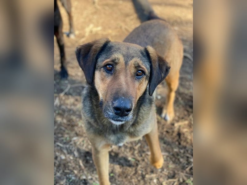 Rhea, geb. ca. 11/2021, lebt in GRIECHENLAND, auf einer privaten Pflegestelle