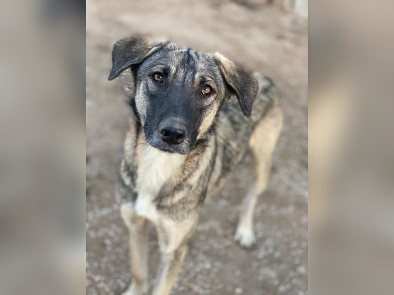 Erwin, geb. ca. 05/2024, lebt in GRIECHENLAND, im städt. Tierheim Serres