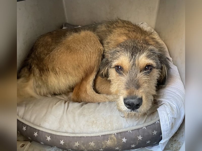 Flóki, geb. ca. 11/2023, lebt in GRIECHENLAND, auf einer privaten Pflegestelle