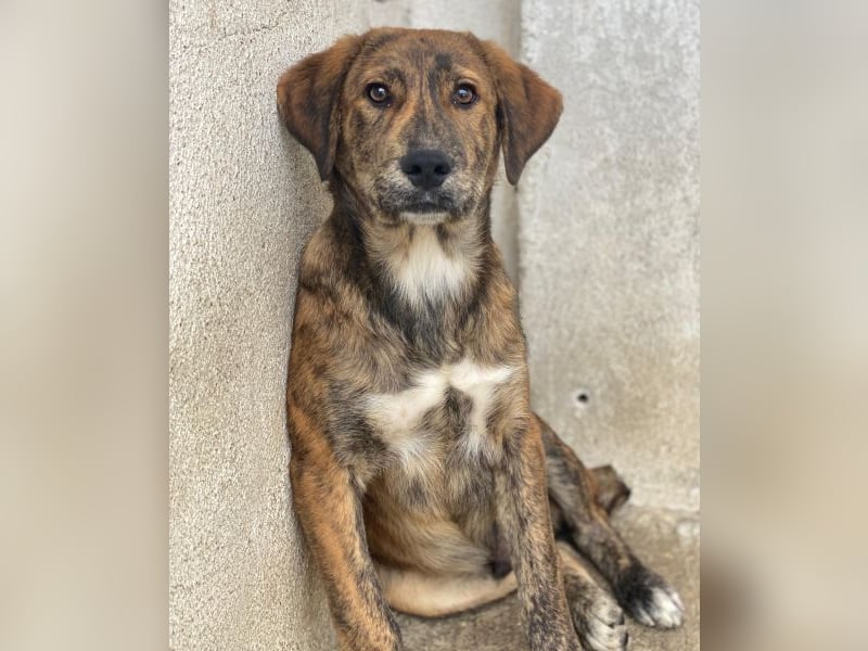 Fiyero, geb. ca. 07/2025, lebt in GRIECHENLAND, im städt. Tierheim Serres