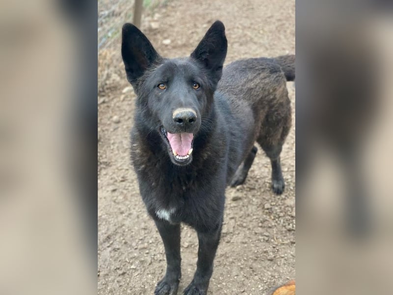 Zanders, geb. ca. 05/2023, lebt in GRIECHENLAND, im städt. Tierheim Serres