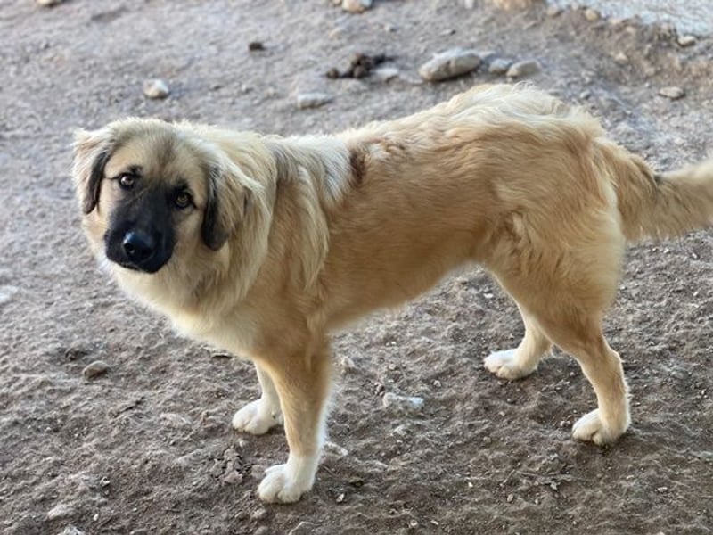 Malou, geb. ca. 04/2024, lebt in GRIECHENLAND, im städt. Tierheim Serres