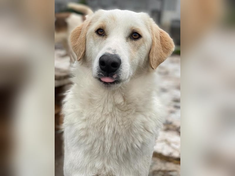 Nami, geb. ca. 12/2019, lebt in GRIECHENLAND, im städt. Tierheim Serres