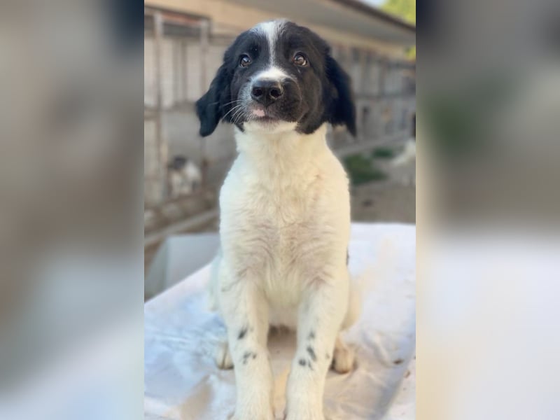 Anastasia, geb. ca. 05/2025, lebt in GRIECHENLAND, im städt. Tierheim Serres