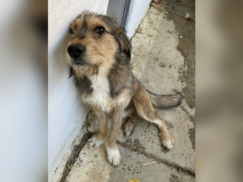 Flóki, geb. ca. 11/2023, lebt in GRIECHENLAND, auf einer privaten Pflegestelle