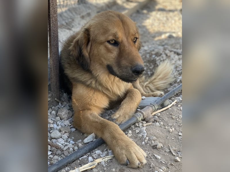 Kerchak, geb. ca. 07/2021, lebt in GRIECHENLAND, im städt. Tierheim Serres